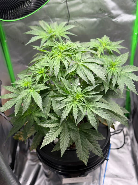 Are Auto Flowers ideal for limited space ?