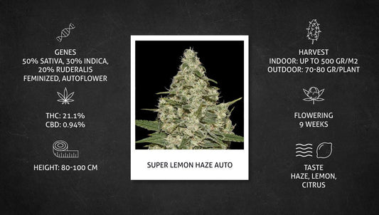 How to Germinate Autoflower Seeds Like a Pro