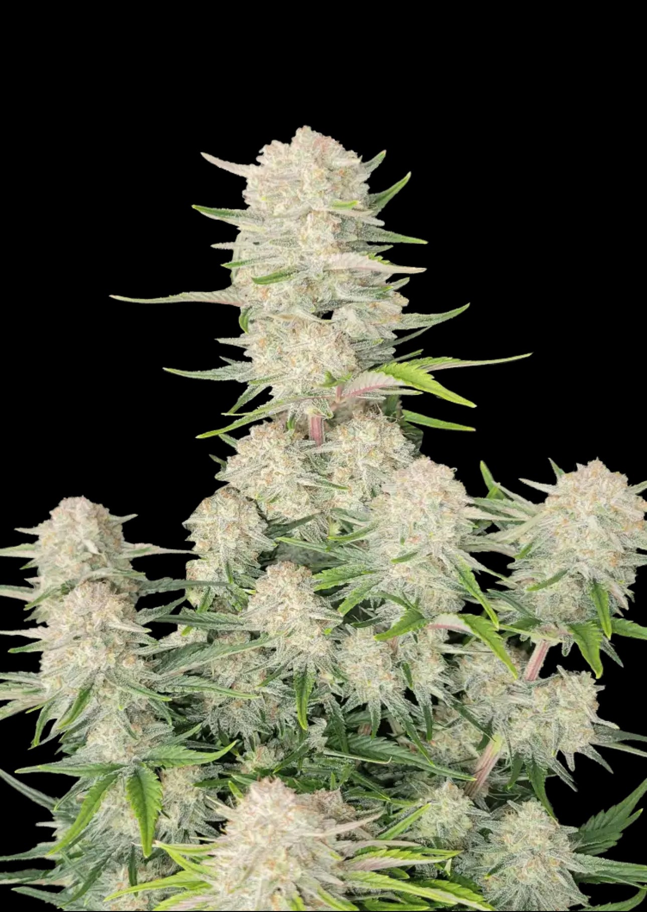 Dr.Midtown Genetics Auto Flower - Super Lemon Haze