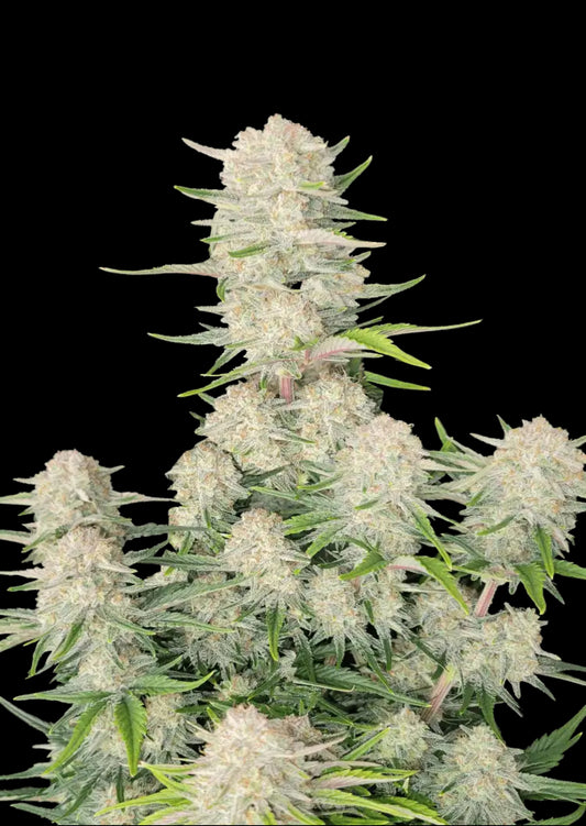 Dr.Midtown Genetics Auto Flower - Super Lemon Haze