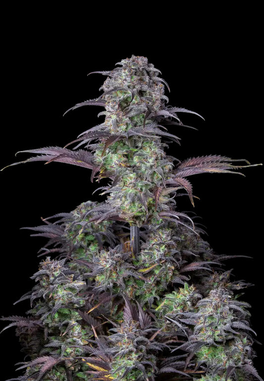Dr.Midtown Genetics Auto Flower - Blueberry