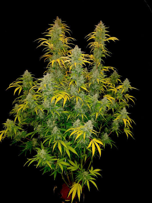 Dr.Midtown Genetics Auto Flower - Blue Dream