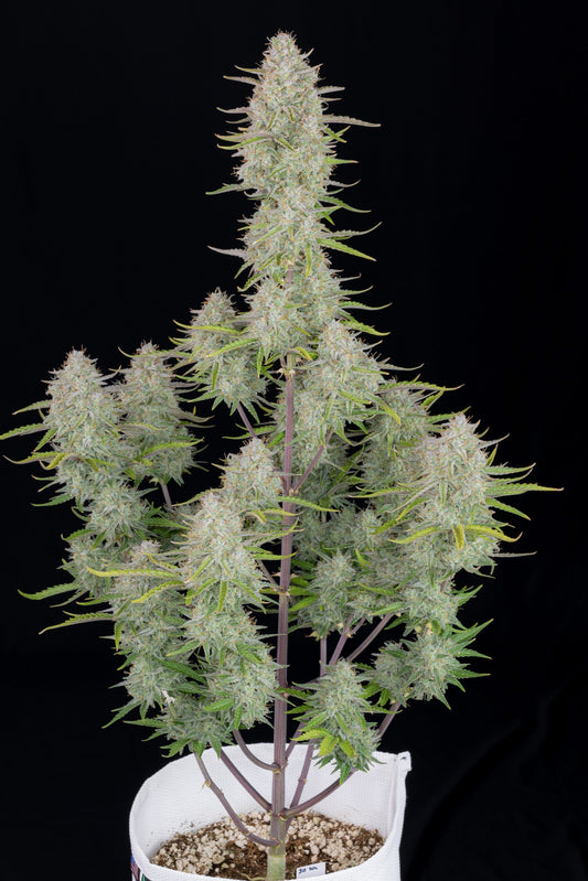 Dr.Midtown’s Genetics Auto Flower - Wedding Cake