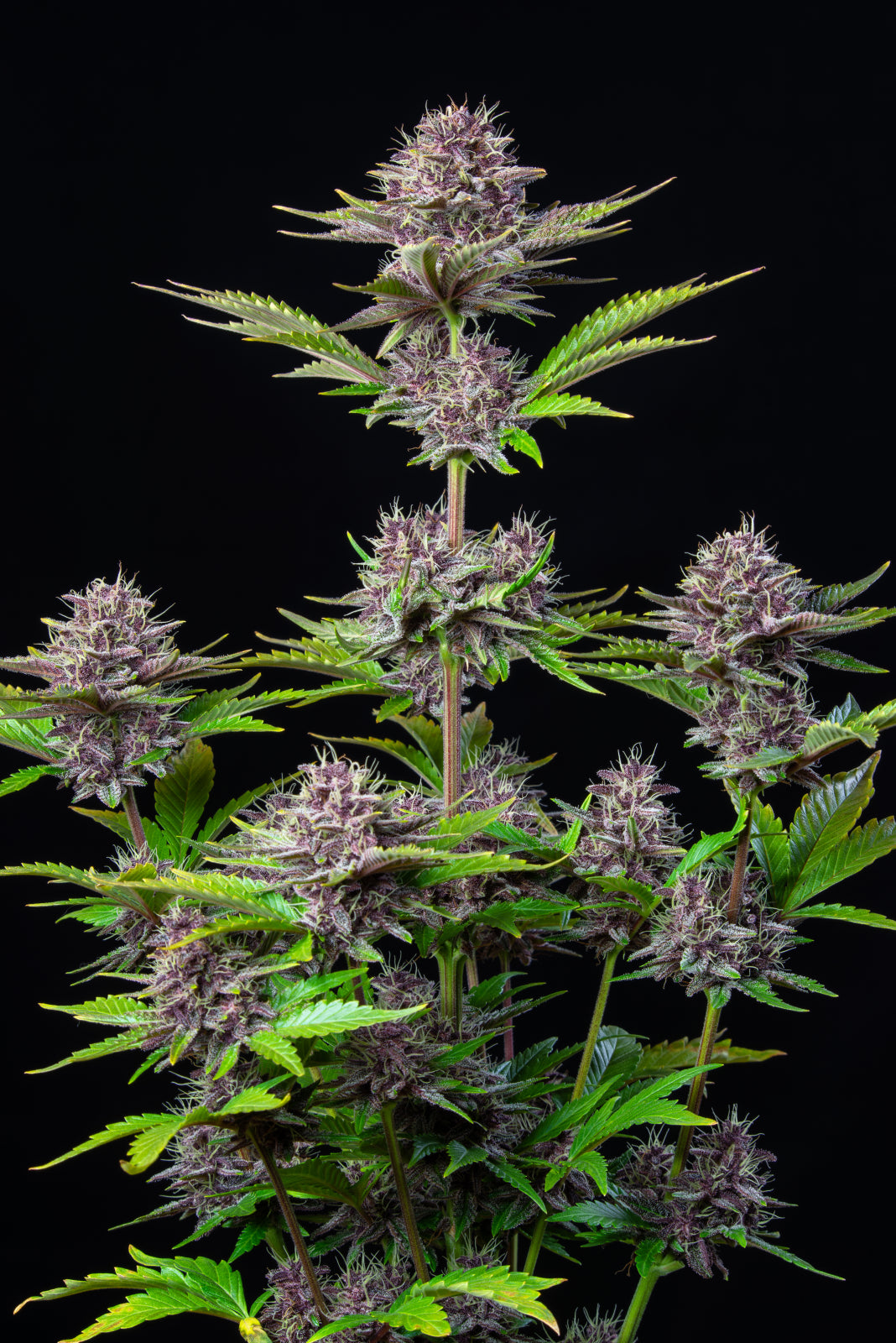 Dr.Midtown Genetics Auto Flower - Purple Kush