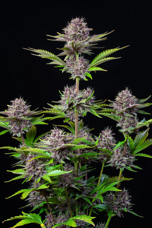 Dr.Midtown Genetics Auto Flower - Purple Kush