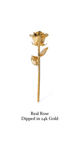 All Gold Rose